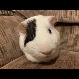 Meet your Posher, Michael